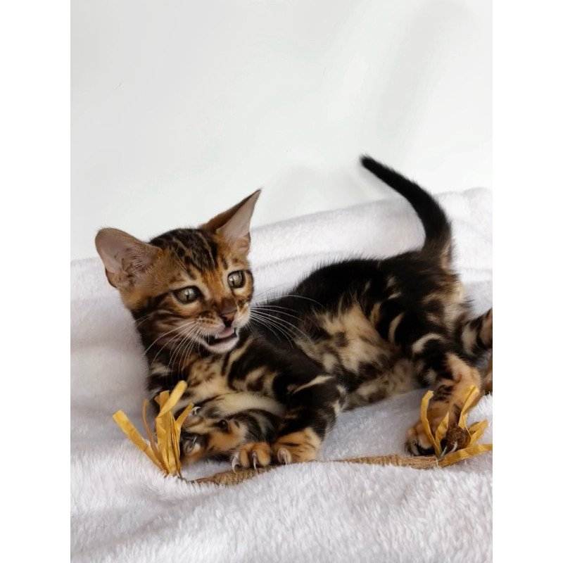 Bengal NOV Drakula