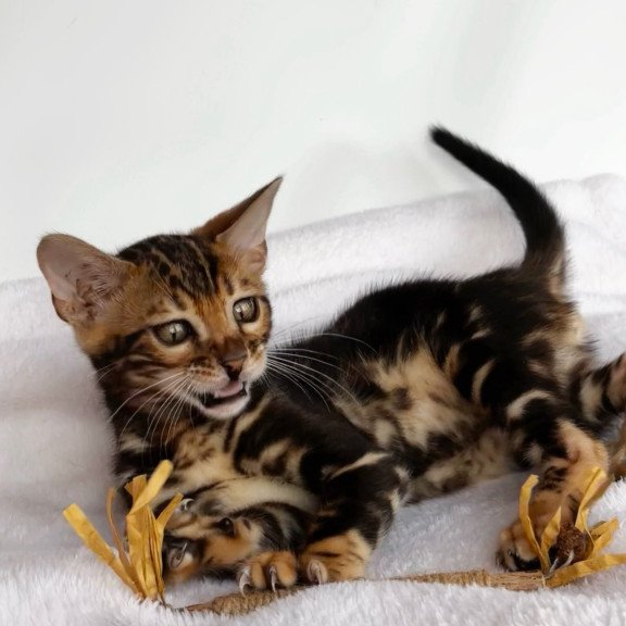 Bengal NOV Drakula