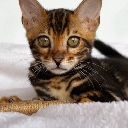 Bengal NOV Drakula