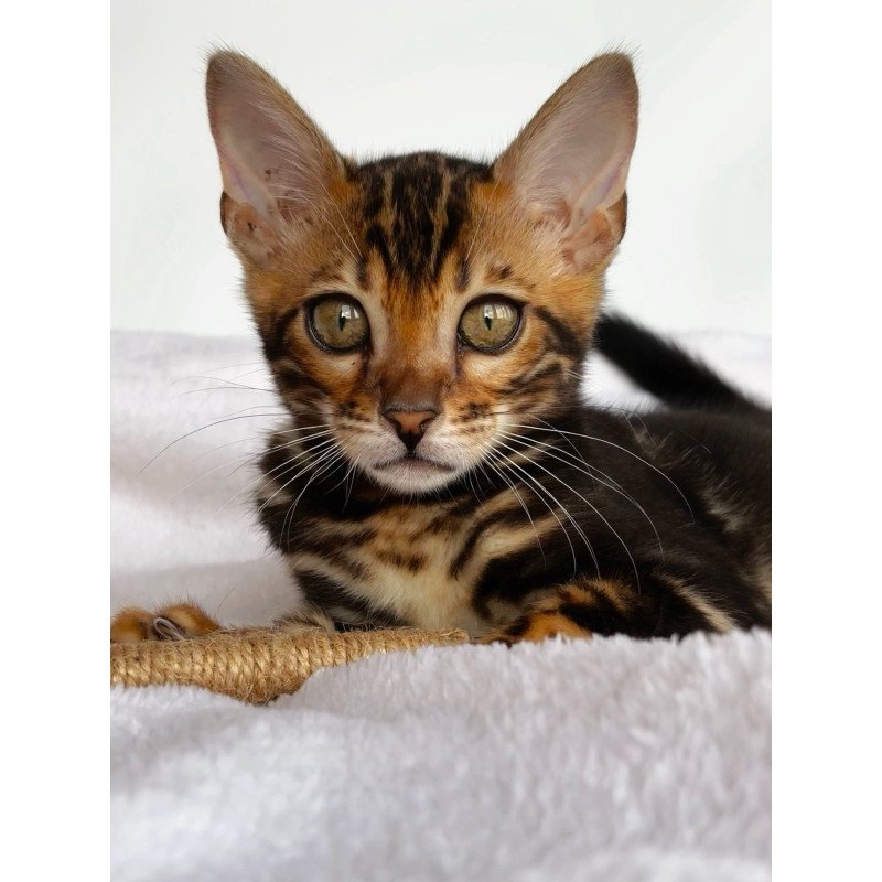 Bengal NOV Drakula