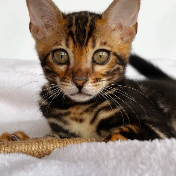 Bengal NOV Drakula