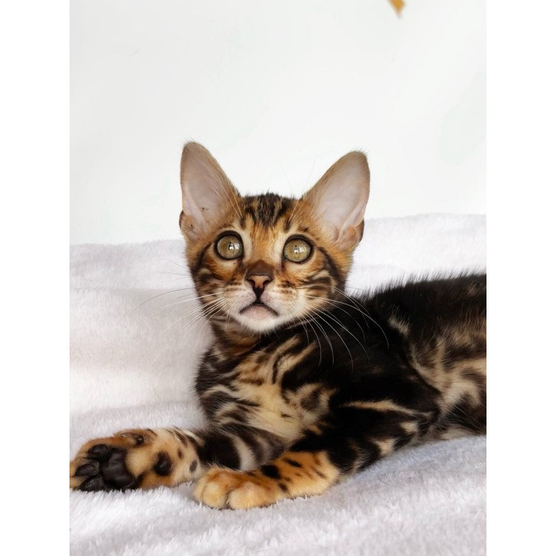Bengal NOV Drakula