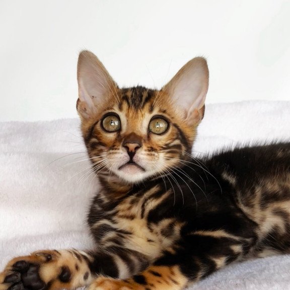 Bengal NOV Drakula