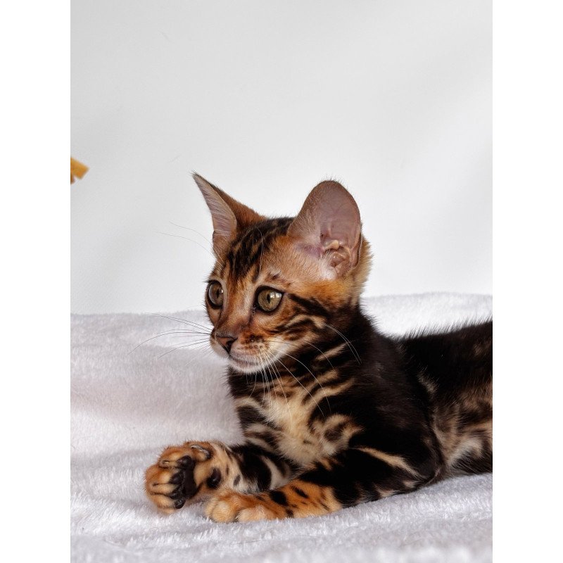 Bengal NOV Drakula