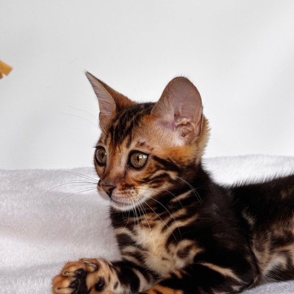 Bengal NOV Drakula