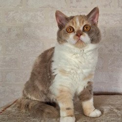 Selkirk Rex NOV Paulina