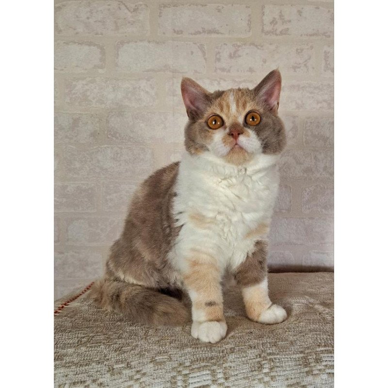 Selkirk Rex NOV Paulina