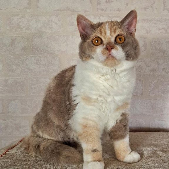 Selkirk Rex NOV Paulina
