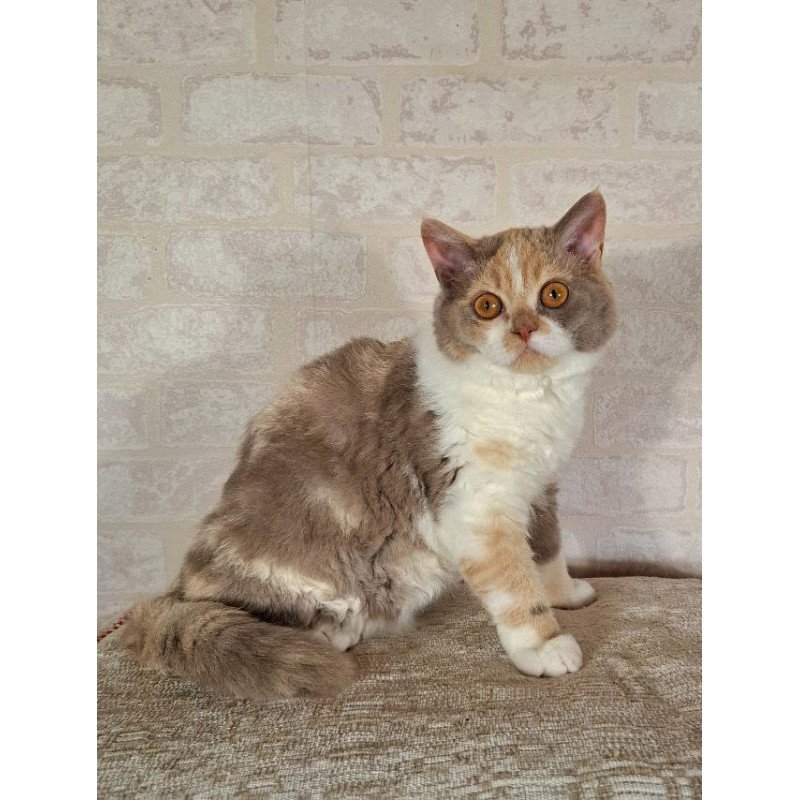 Selkirk Rex NOV Paulina