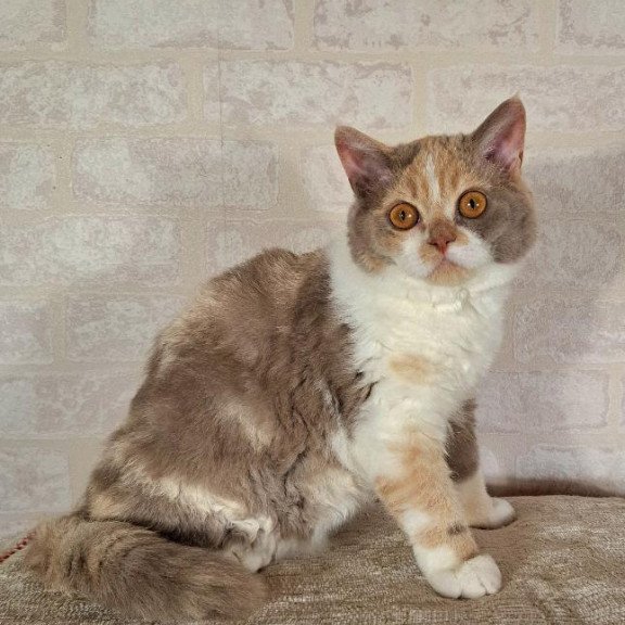 Selkirk Rex NOV Paulina