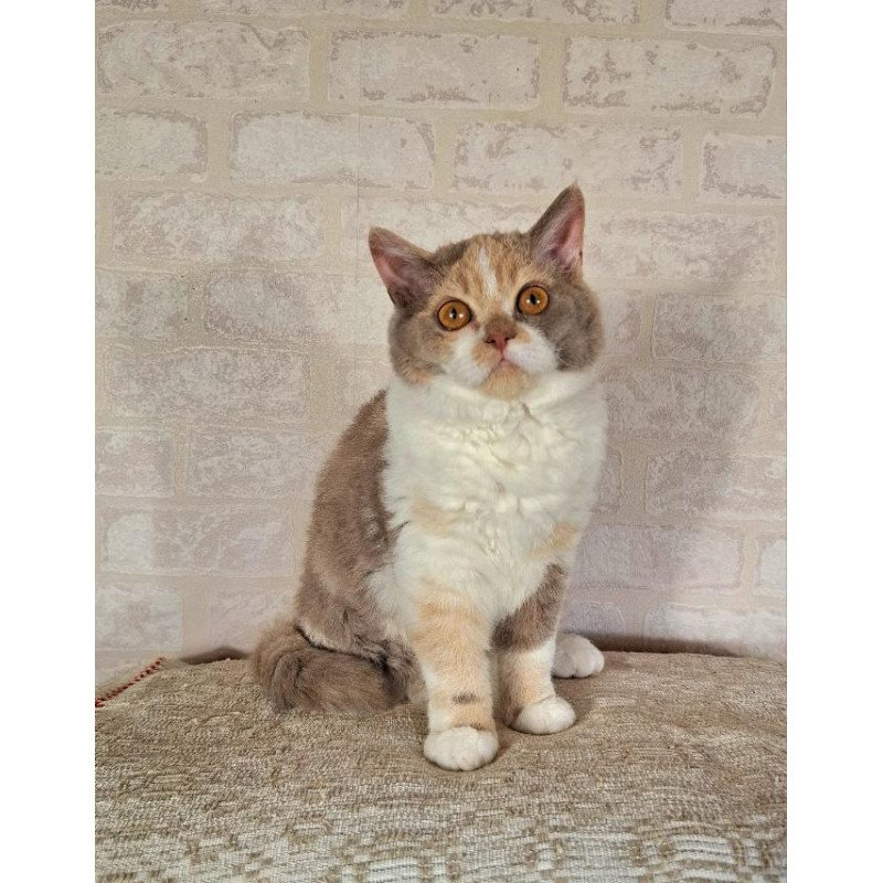Selkirk Rex NOV Paulina