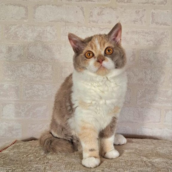 Selkirk Rex NOV Paulina