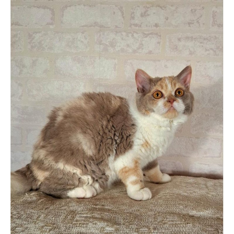 Selkirk Rex NOV Paulina