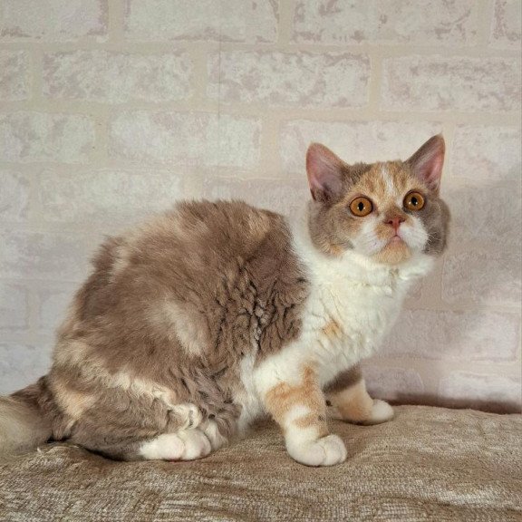 Selkirk Rex NOV Paulina