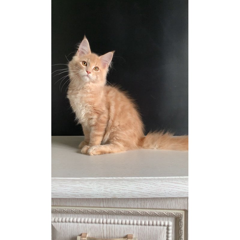 Maine Coon NOV Nemo