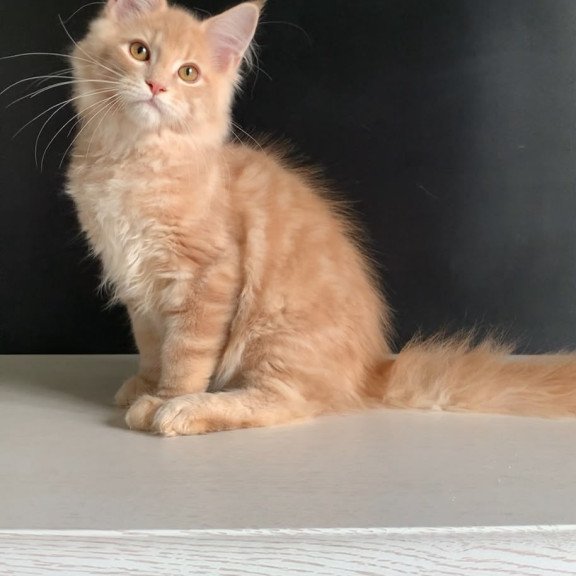 Maine Coon NOV Nemo