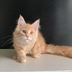 Maine Coon NOV Nemo