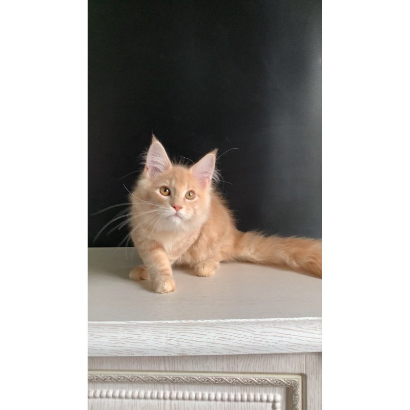 Maine Coon NOV Nemo