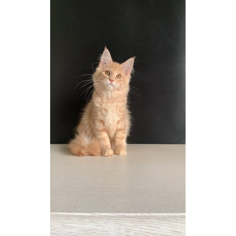 Maine Coon NOV Nemo