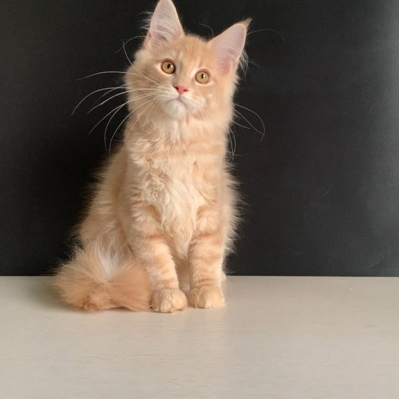 Maine Coon NOV Nemo
