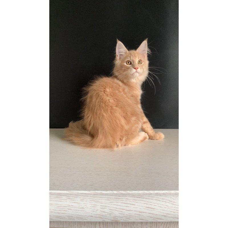 Maine Coon NOV Nemo