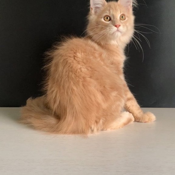Maine Coon NOV Nemo