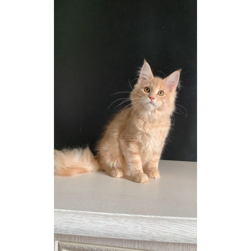 Maine Coon NOV Nemo
