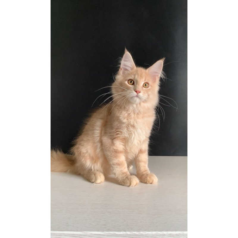 Maine Coon NOV Nemo