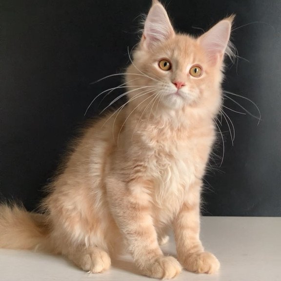 Maine Coon NOV Nemo