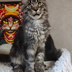 Maine Coon Zorro