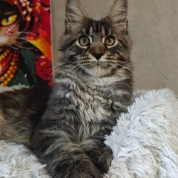 Maine Coon Zorro
