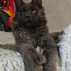 Maine Coon Zefir