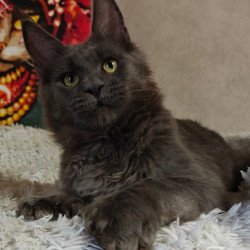 Maine Coon Zefir