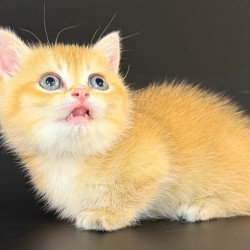Munchkin Eclipse