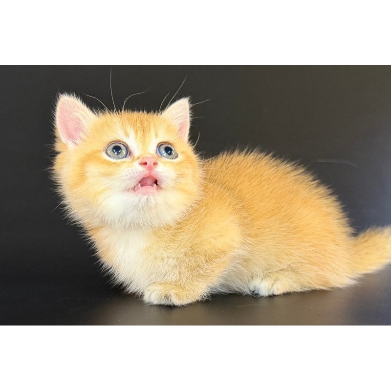 Munchkin Eclipse