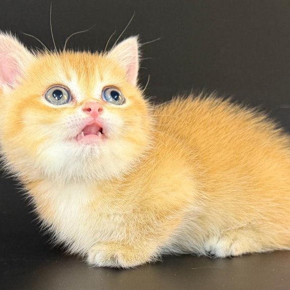 Munchkin Eclipse
