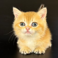 Munchkin Eclipse