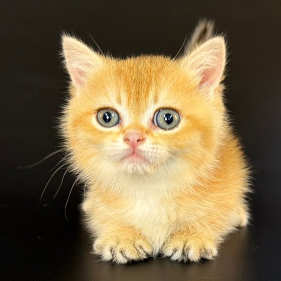 Munchkin Eclipse