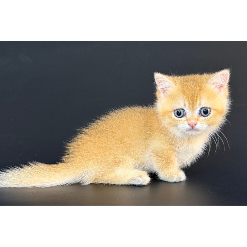 Munchkin Eclipse