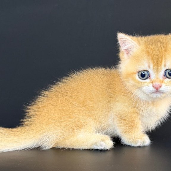 Munchkin Eclipse