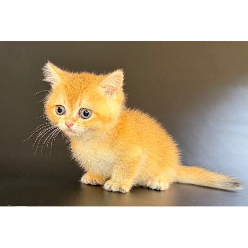 Munchkin Eclipse