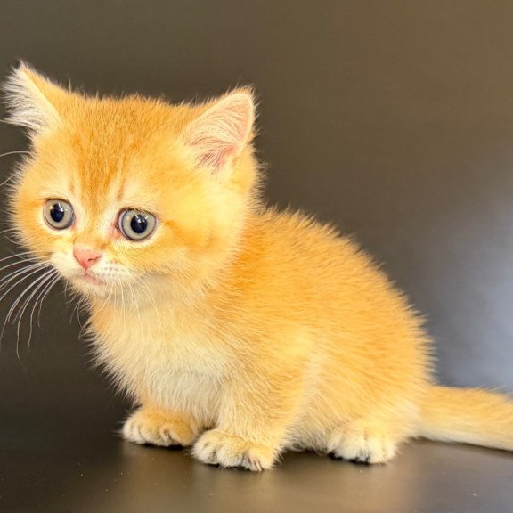Munchkin Eclipse