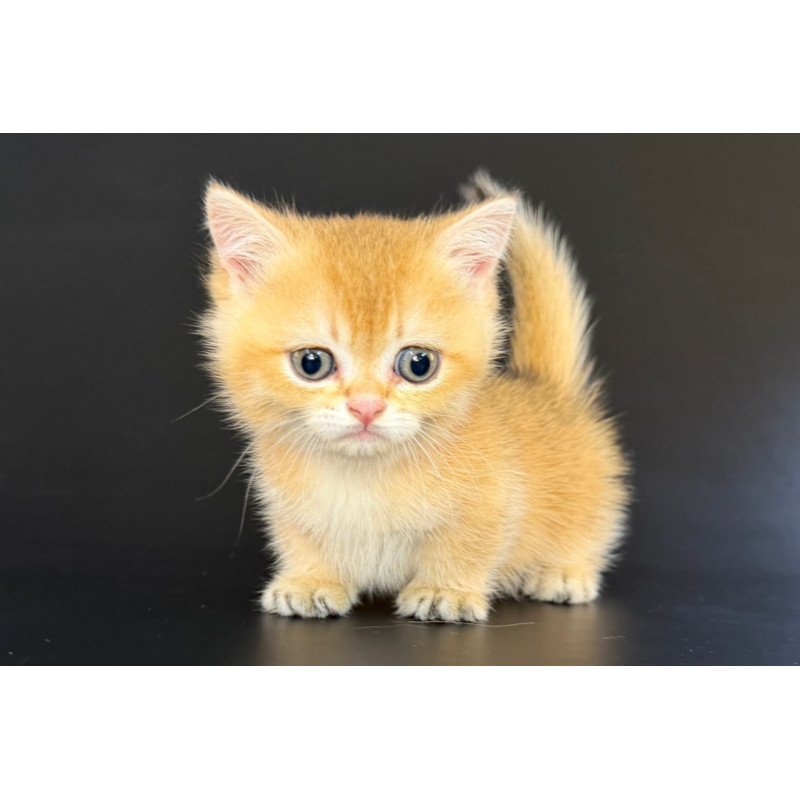 Munchkin Eclipse