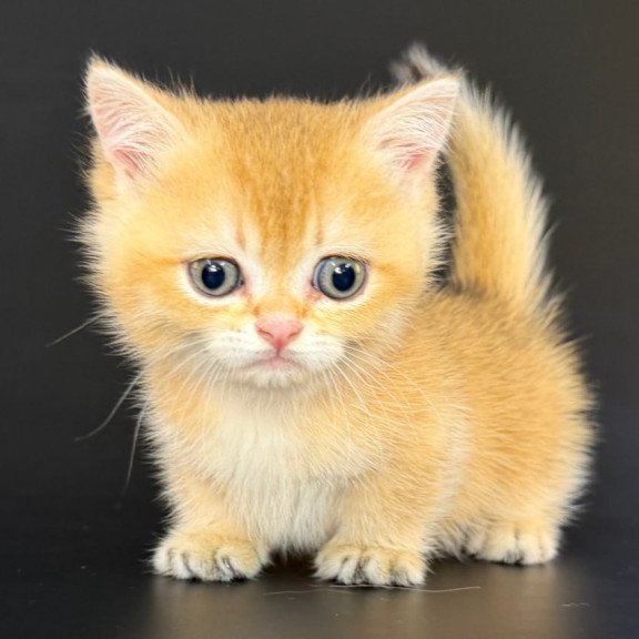 Munchkin Eclipse