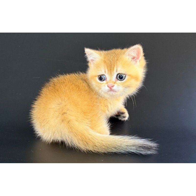 Munchkin Eclipse
