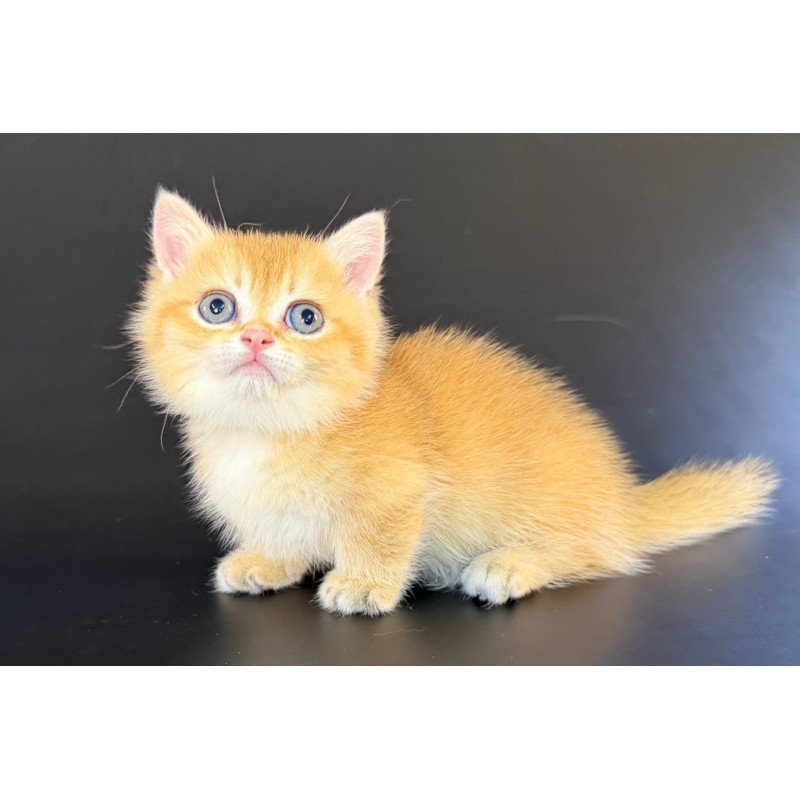 Munchkin Eclipse