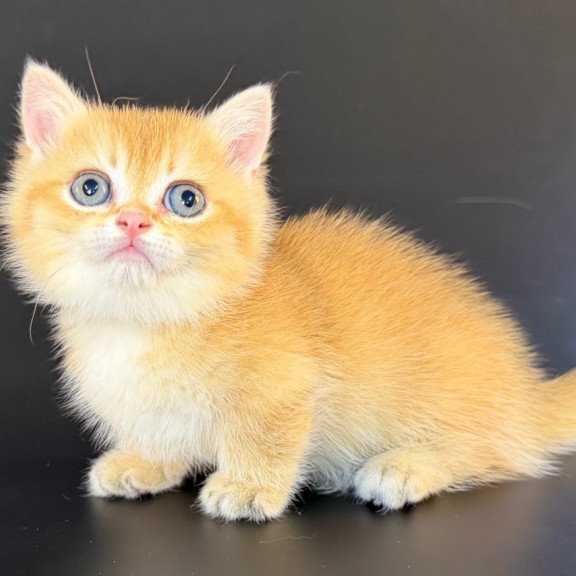 Munchkin Eclipse