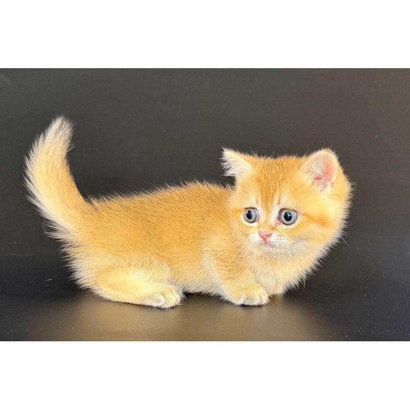 Munchkin Eclipse