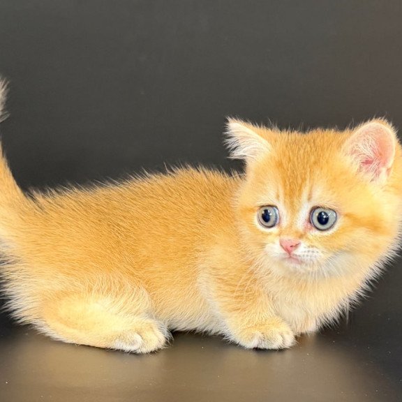 Munchkin Eclipse