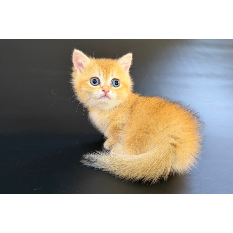 Munchkin Eclipse